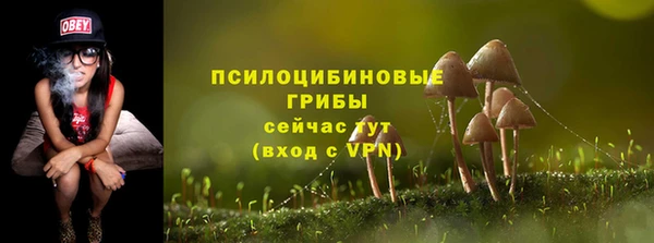 хмурый Белокуриха